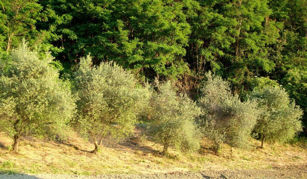 Casa Dell' Abbondanza B&B Agriturismo Vigoleno Kültér fotó